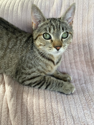 Communication animale